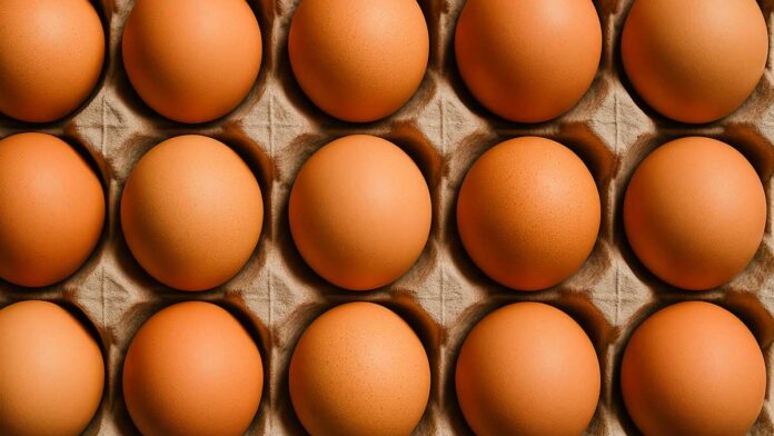 Guardando os Ovos da Maneira Correta